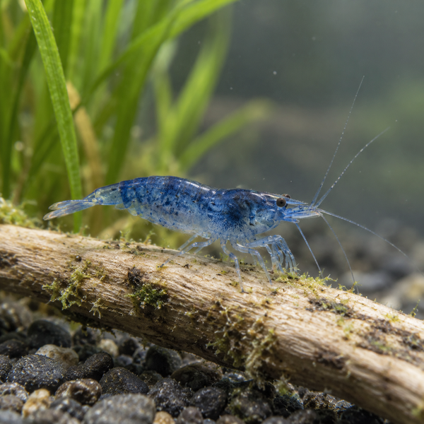 Blue Aura