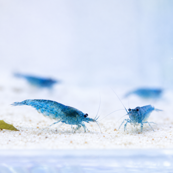Blue Aura