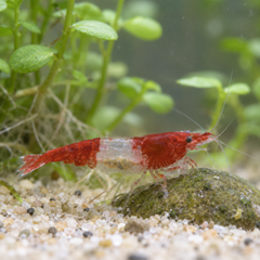Red Rili