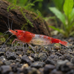 Red Rili