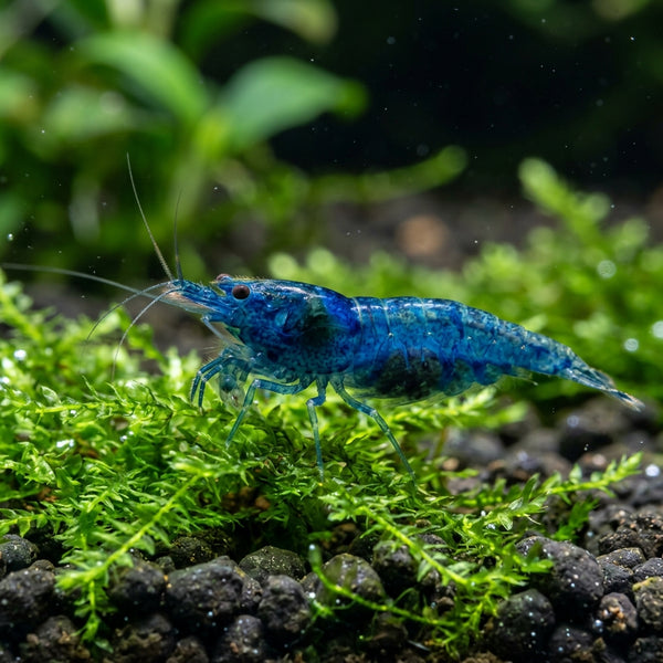 Blue Dream Shrimp