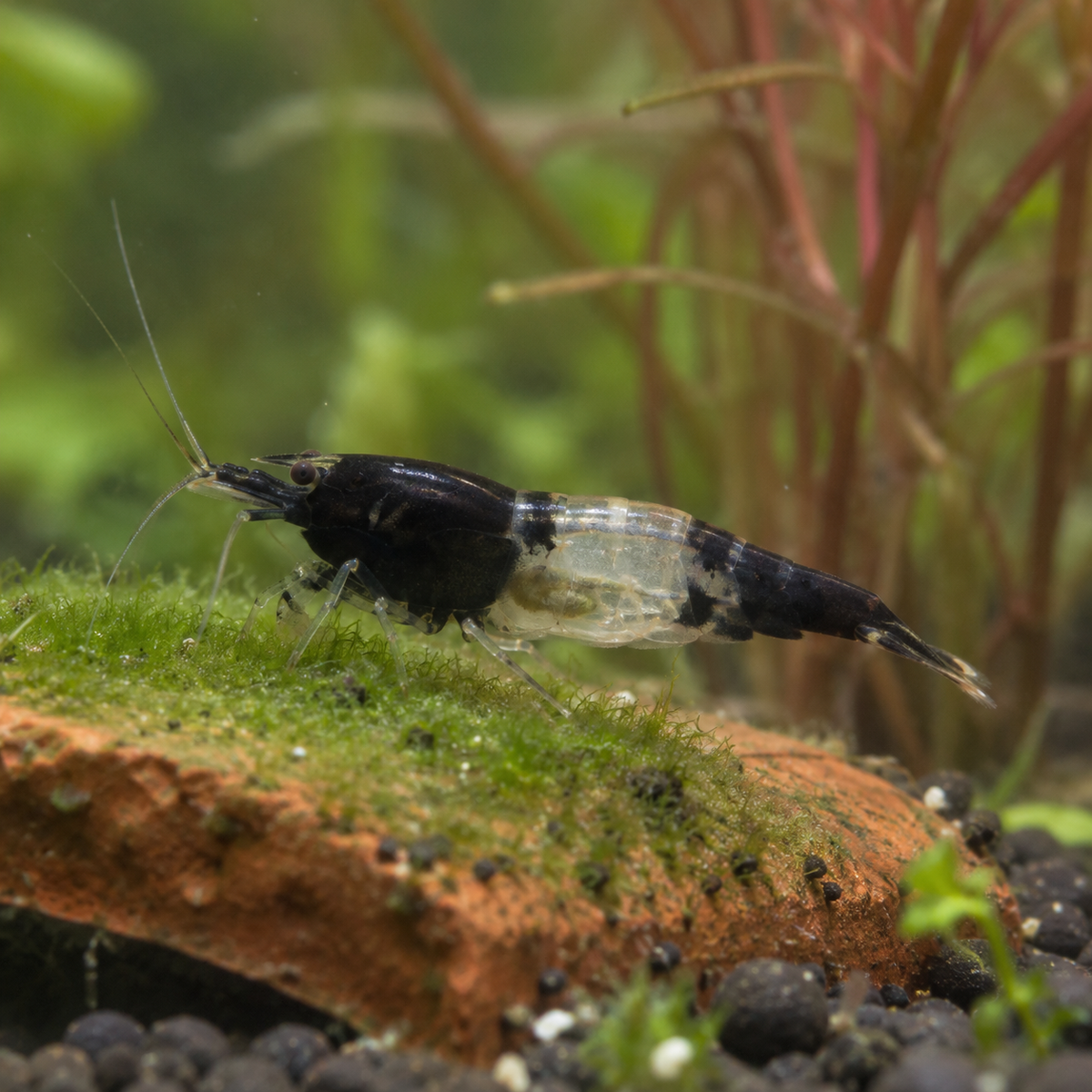 Black Rili