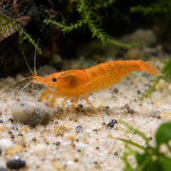 Sunkist Orange