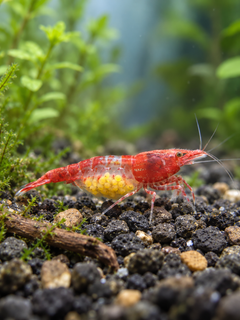 Red Rili