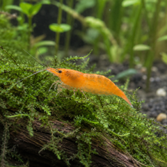 Sunkist Orange